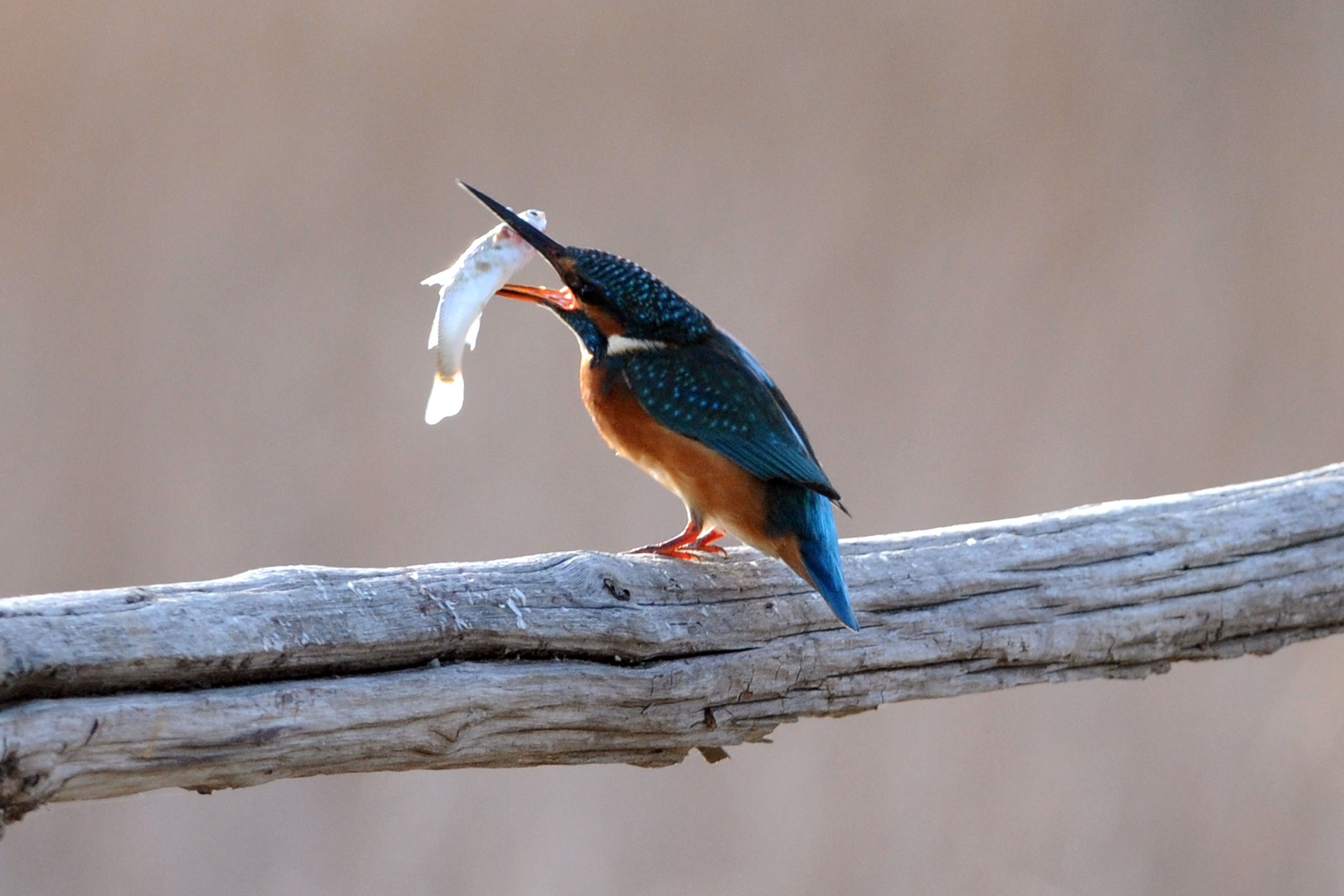 martino con pesce