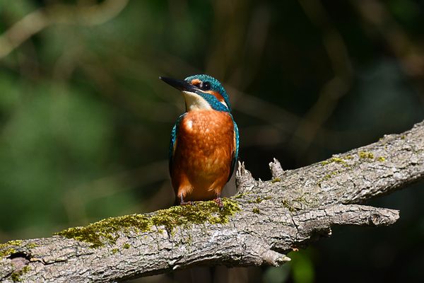 Martino cura il nido