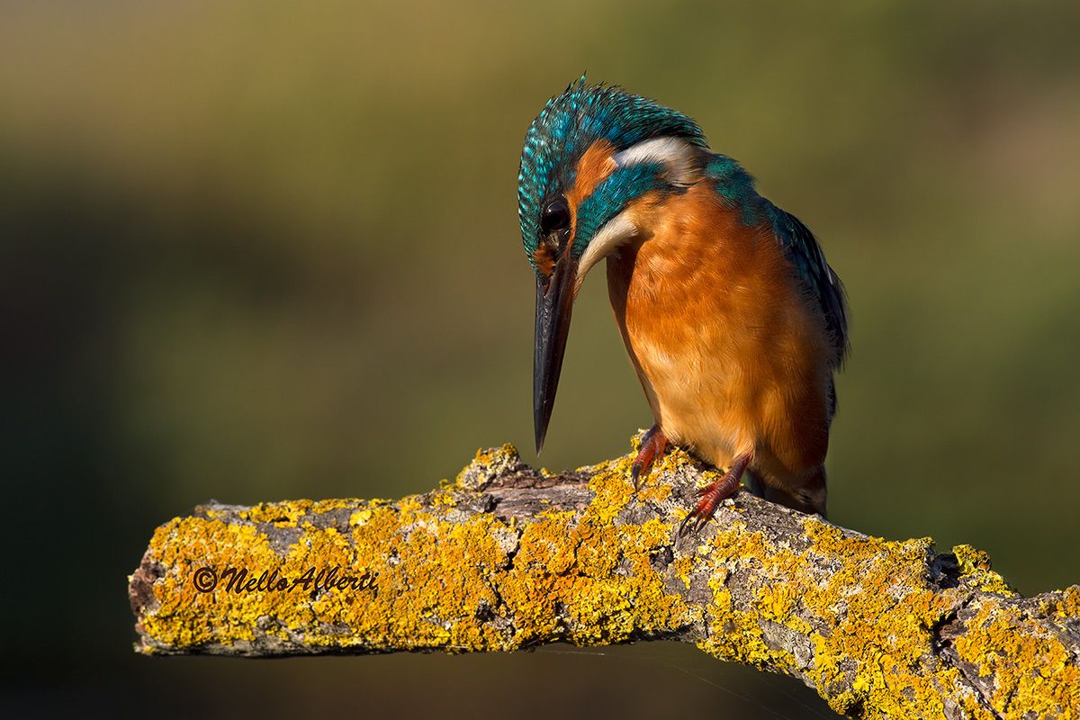 Martino in atteggiamento di caccia