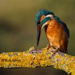 Martino in atteggiamento di caccia