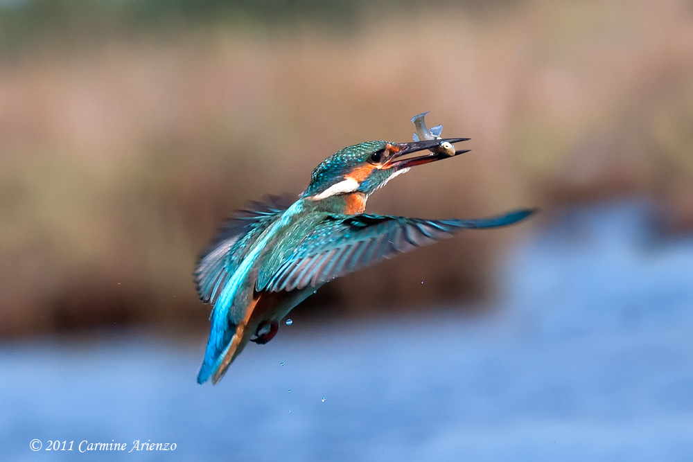 Martino in volo con preda