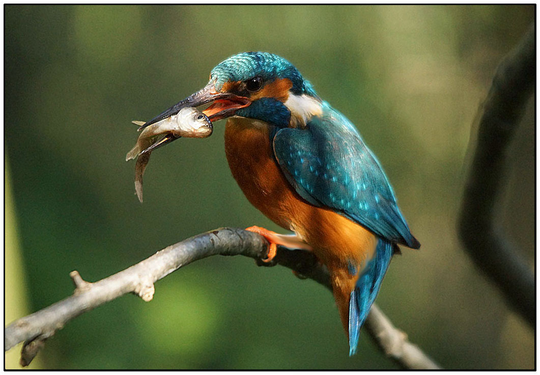 MARTINO  INFALLIBILE  PESCATORE