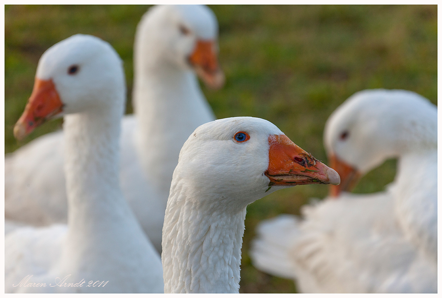 Martinsgänse ... Foto &amp; Bild | tiere, haustiere, nutztiere Bilder auf ...