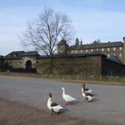 Martinsgänse (???) vor Burg Schnellenberg in Attendorn