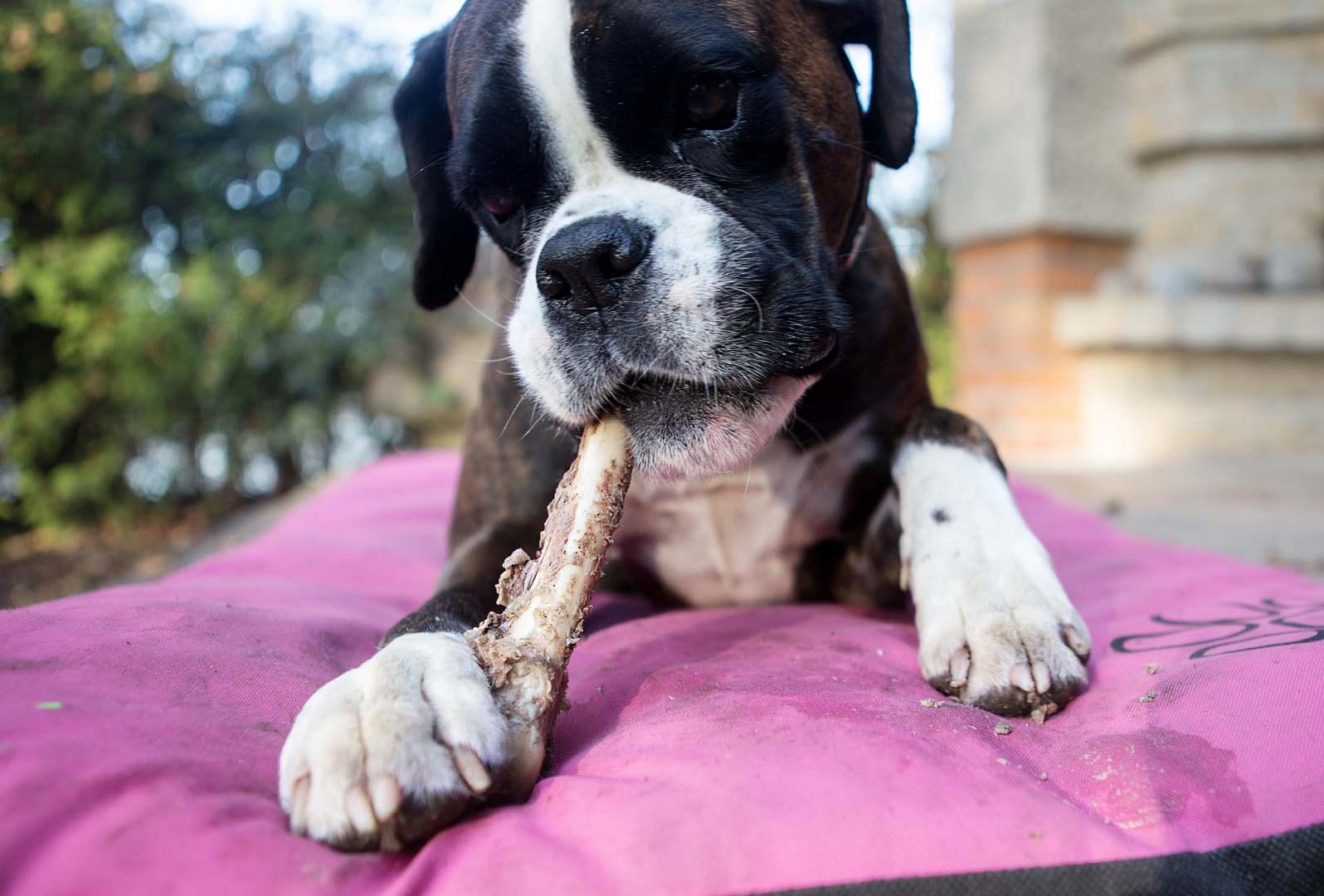 Martinsgans Foto &amp; Bild hund, boxer, martinsgans Bilder auf