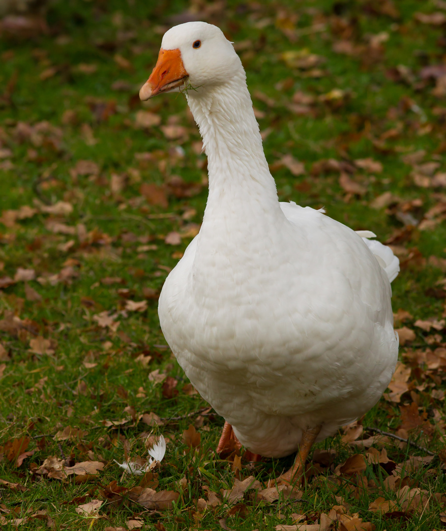 (martins)gans Foto &amp; Bild | tiere, haustiere, sonstige Bilder auf ...