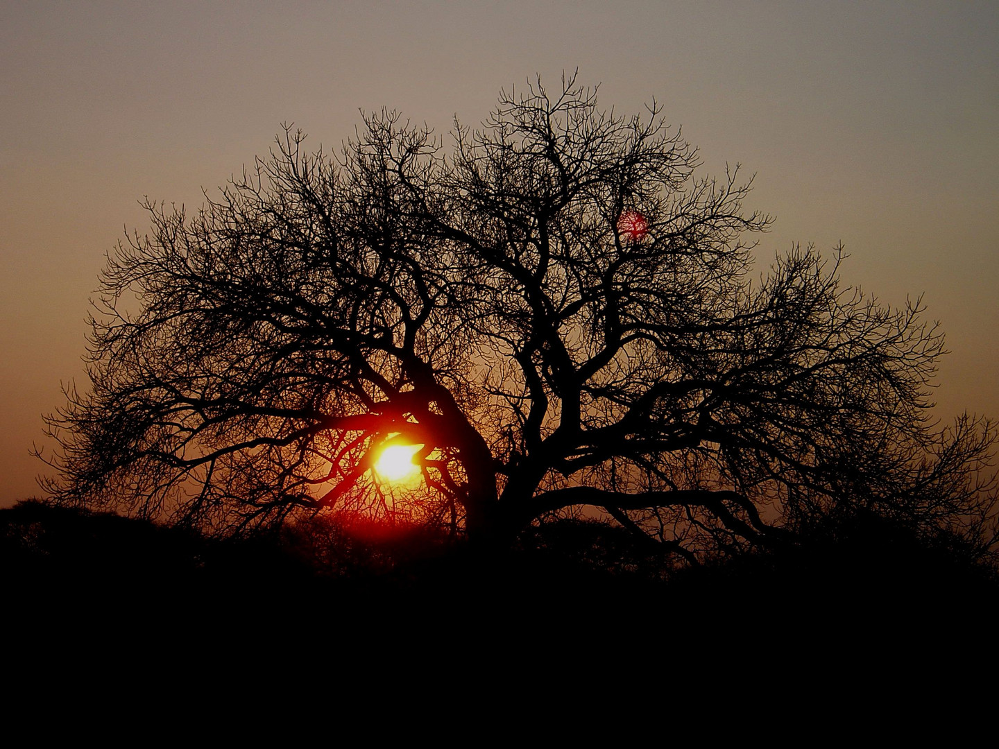 Marulabaum Tsumeb / Namibia