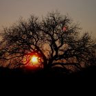 Marulabaum Tsumeb / Namibia