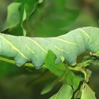 Marumba quercus