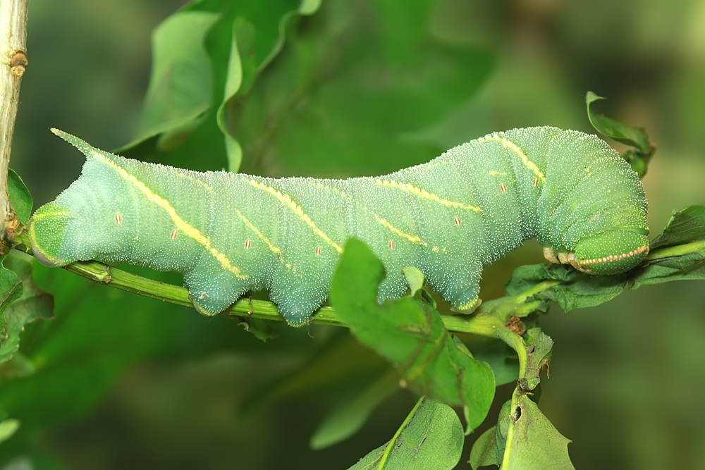 Marumba quercus