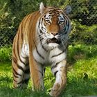 Maruschka, Sibirische Tigerin im Hamburger Tierpark Halstenbeck (September 2016)