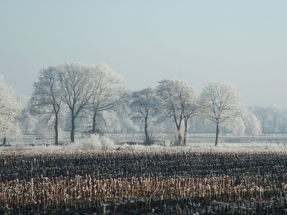 Marx im Winterkleid V