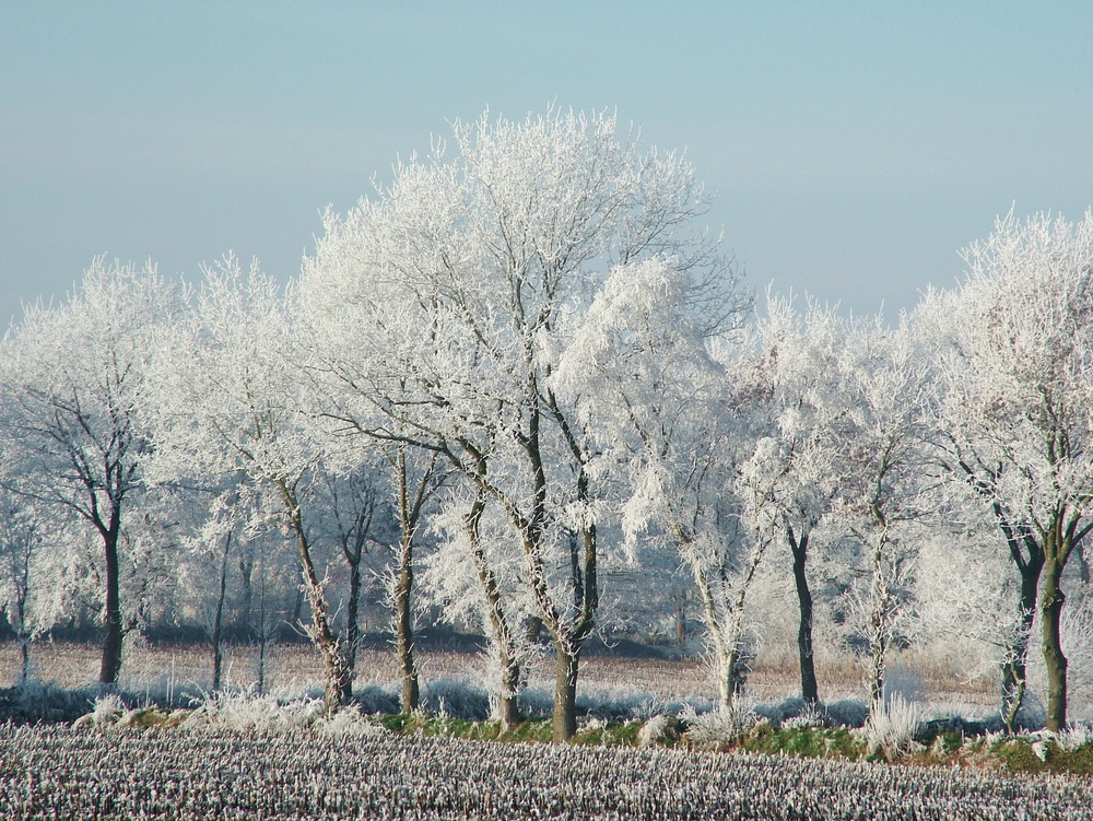 Marx im Winterkleid VII