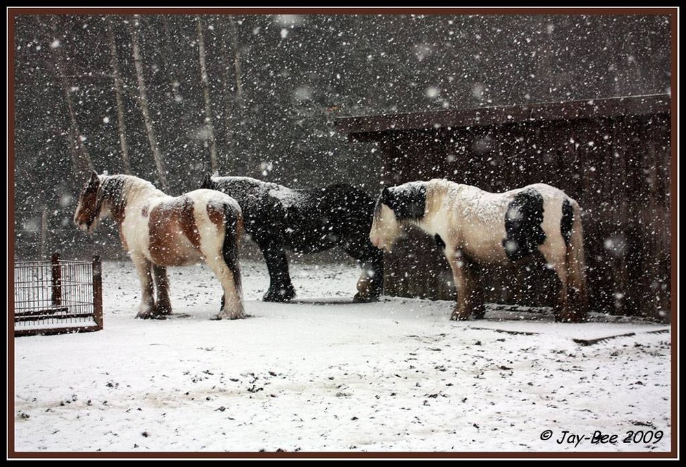 Mary, Grace und Maeve...