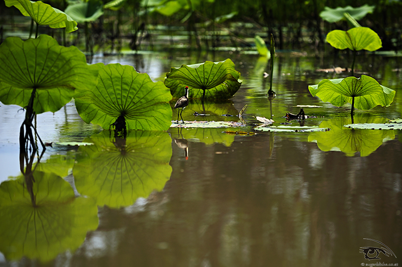 Mary River Wetlands