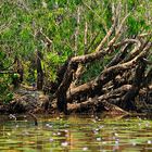 Mary River Wetlands