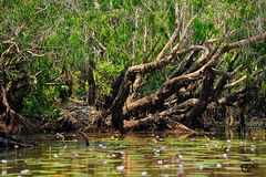 Mary River Wetlands