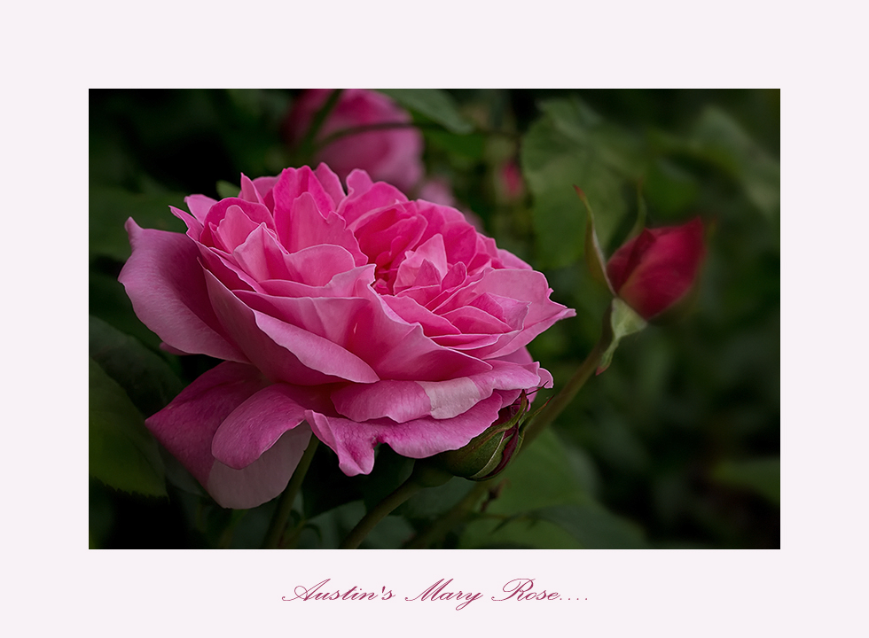 Mary Rose.....