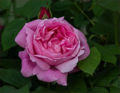 Mary Rose - eine englische Rose...