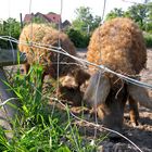 Marzipanschweine waren aus!