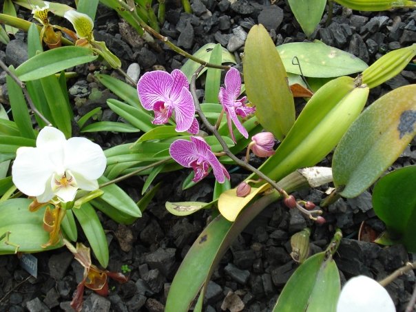 mas flores colombianas...