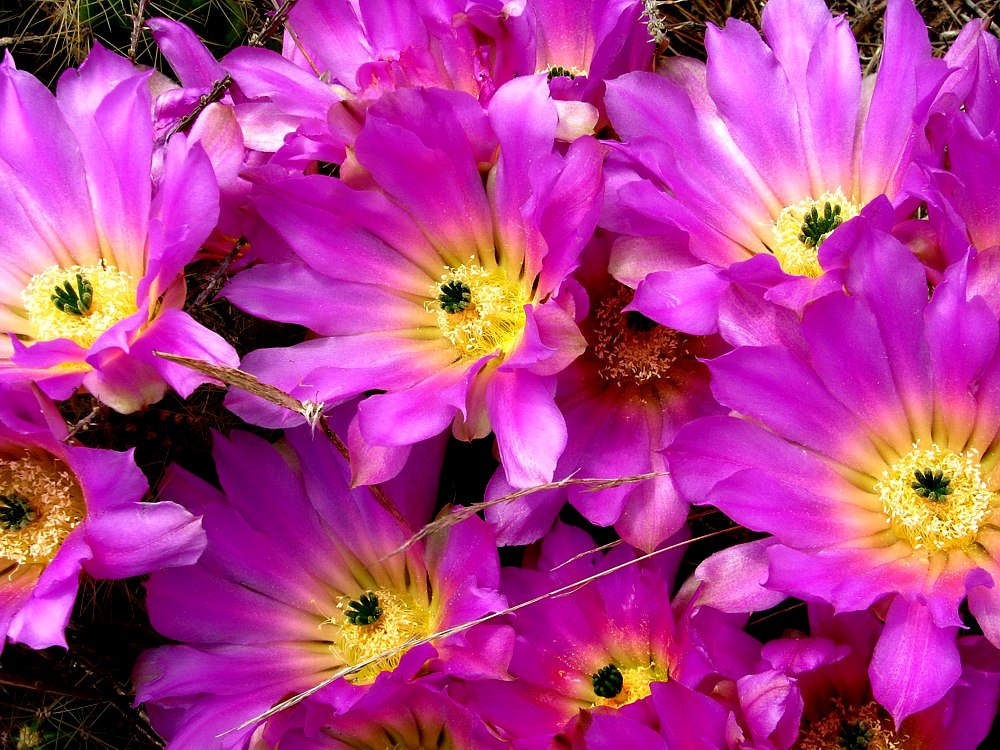 Más flores de Cactus