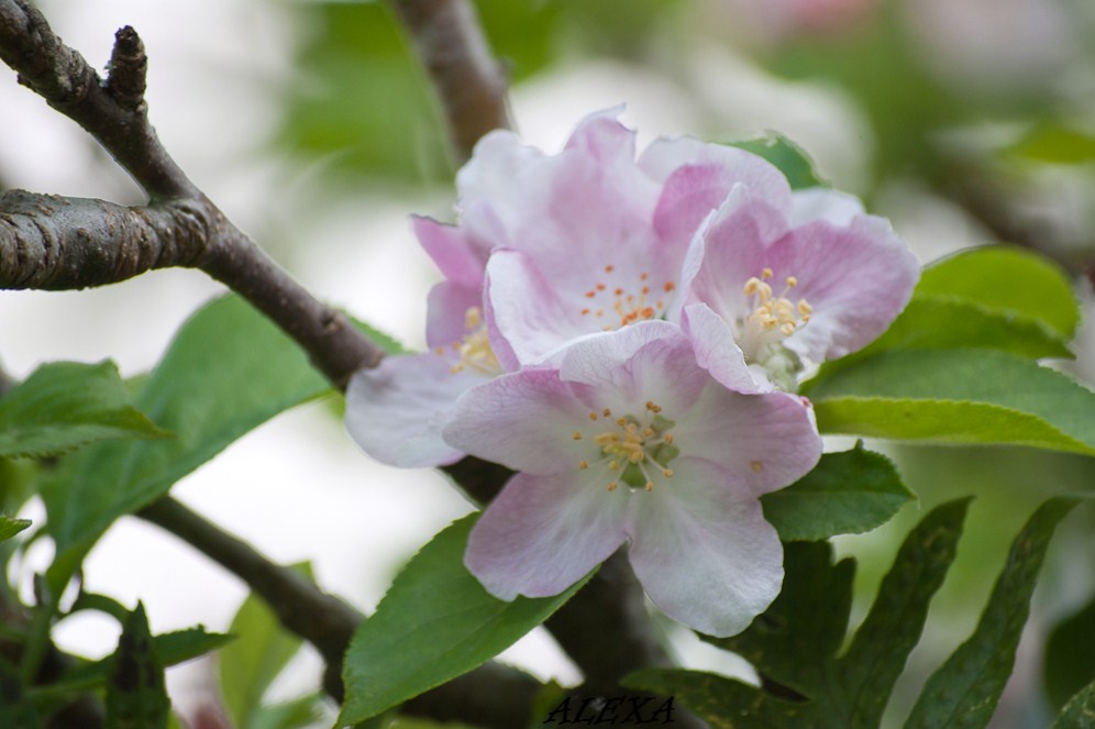 mas indicios de la primavera