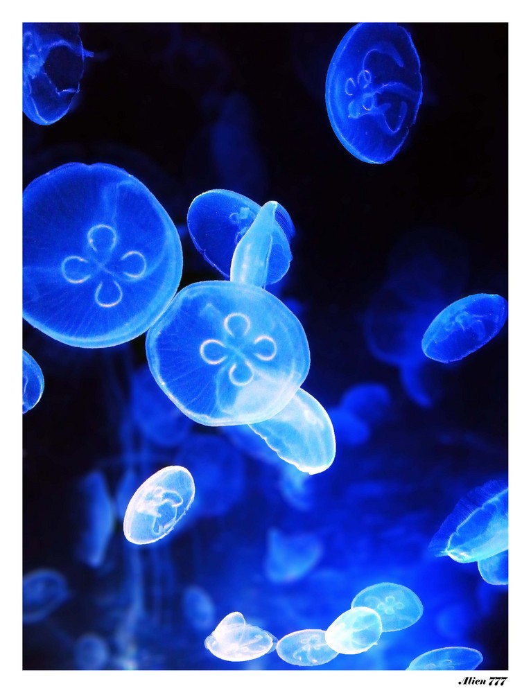 Mas medusas