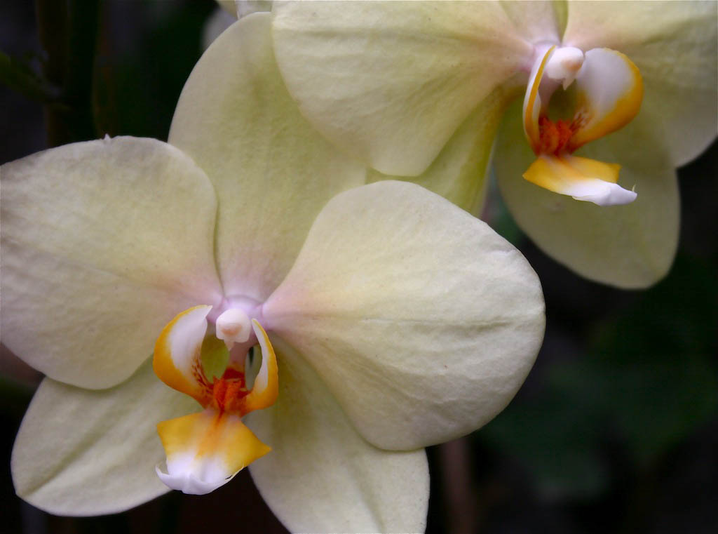 Más orquídeas