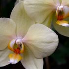 Más orquídeas