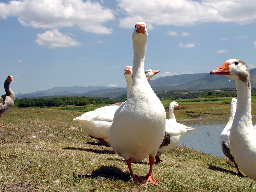 Más Patos y Patas