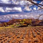 Mas provençal 