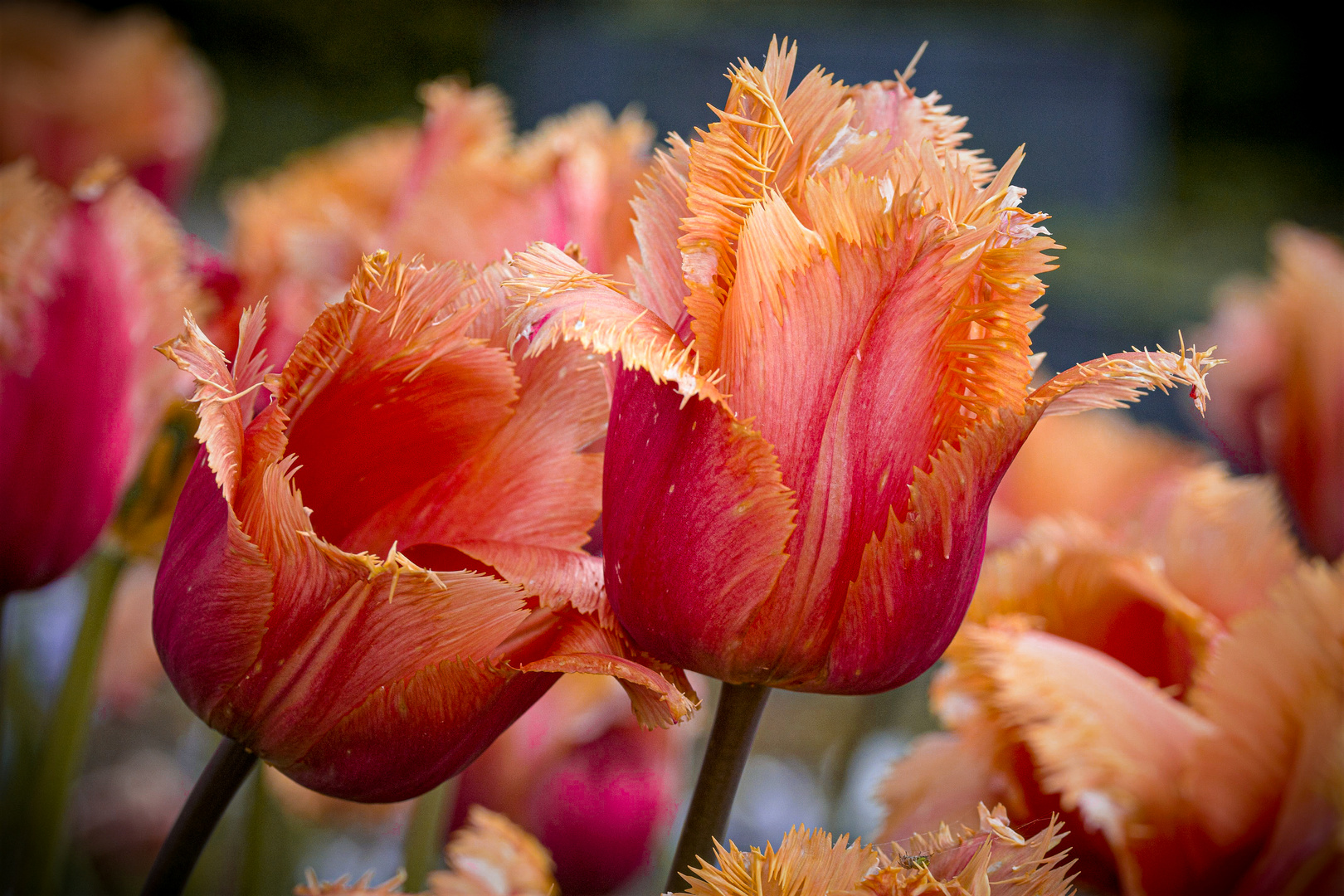 más tulipanes