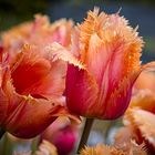 más tulipanes