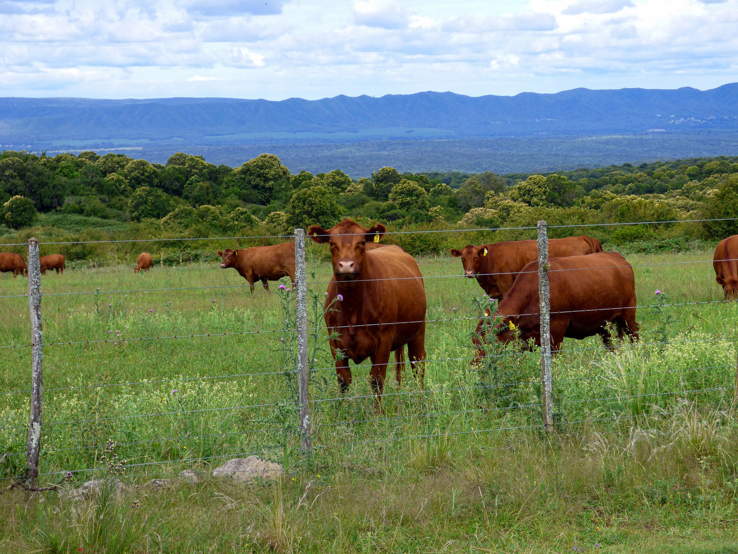 Mas vacas