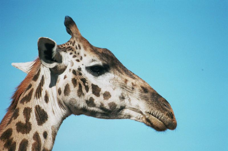 Masaai-Giraffe in der Serengeti