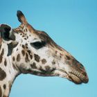 Masaai-Giraffe in der Serengeti