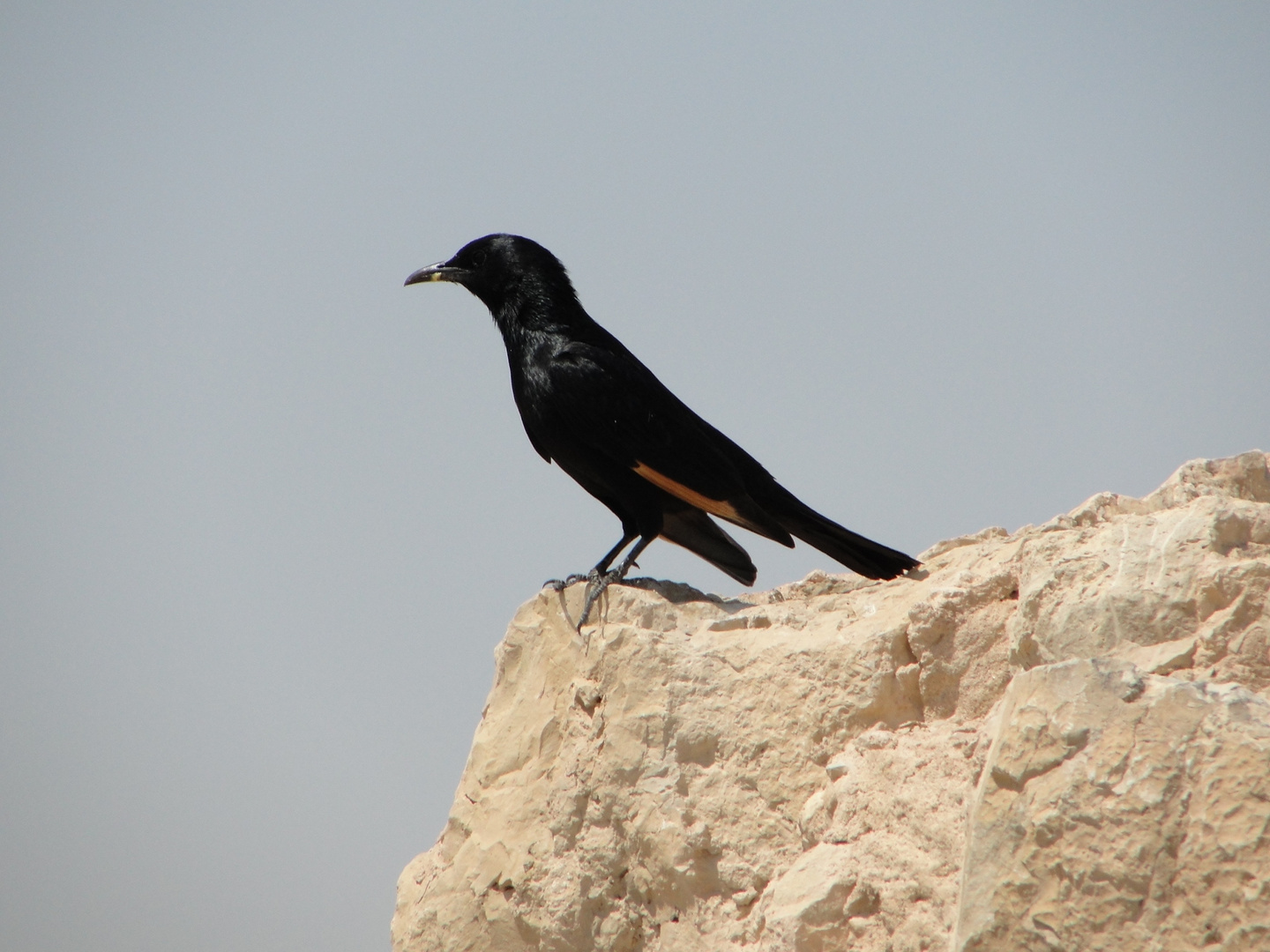 Masada