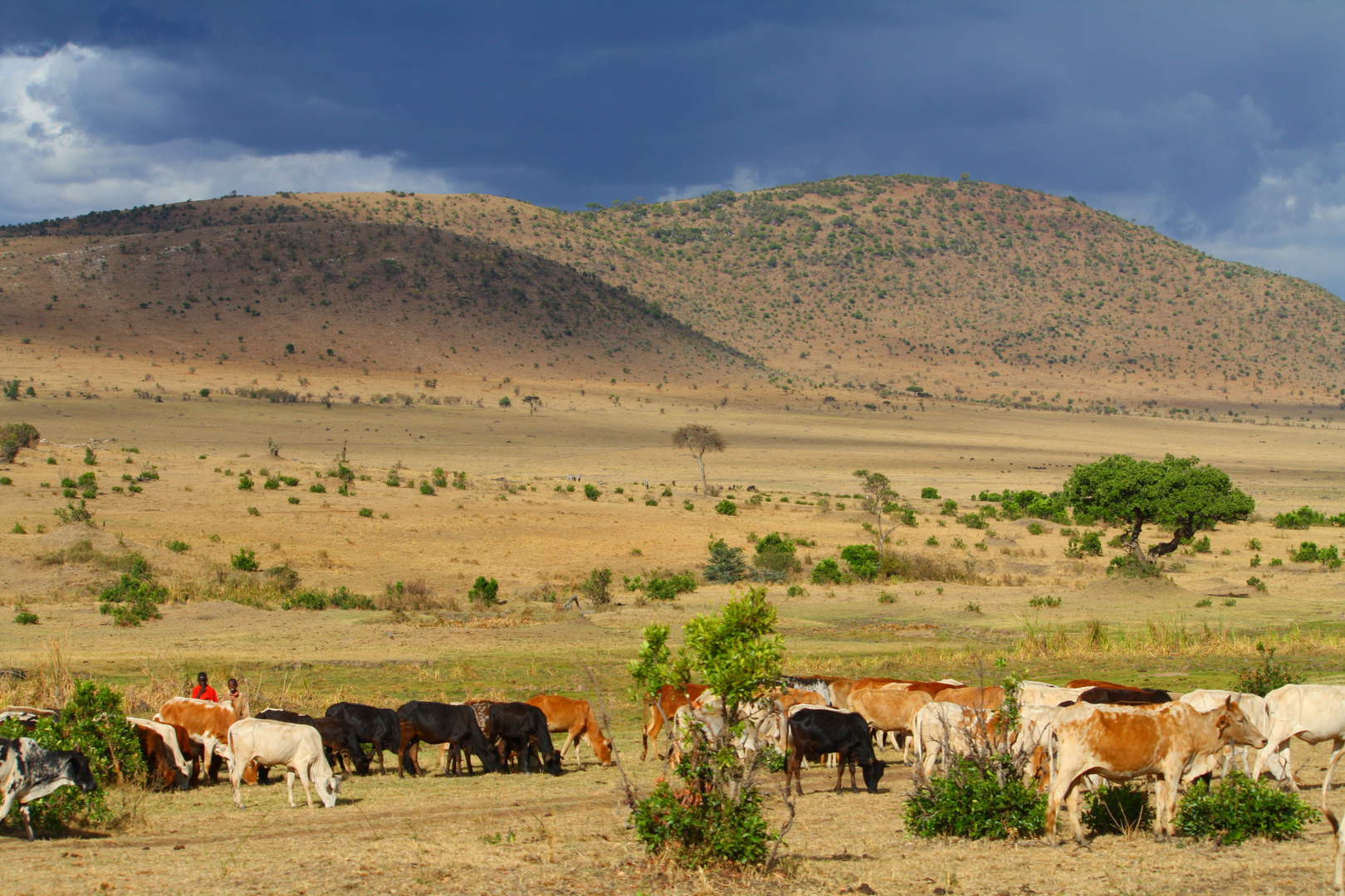 Masai cows