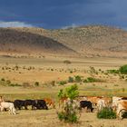 Masai cows