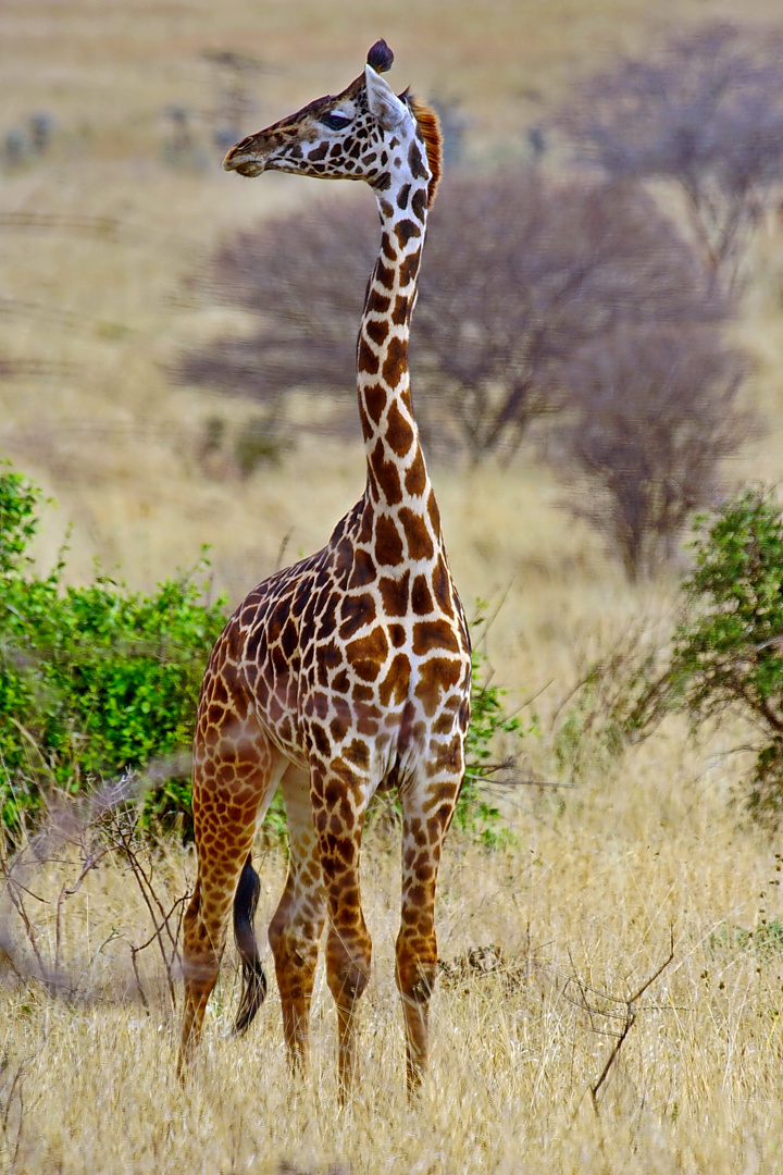 Masai-Giraffe