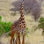 Masai-Giraffe