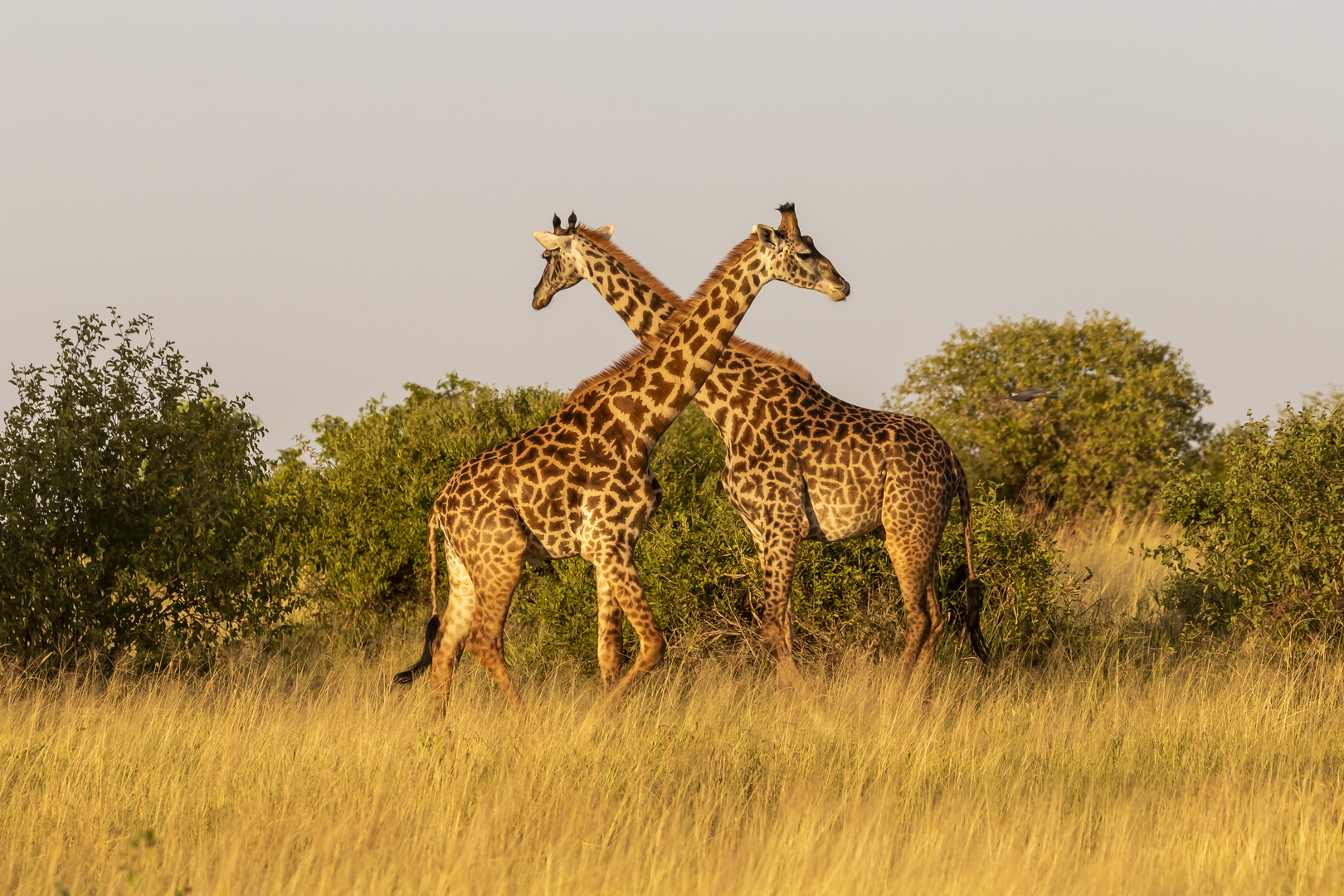 Masai-Giraffe