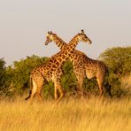 Masai-Giraffe