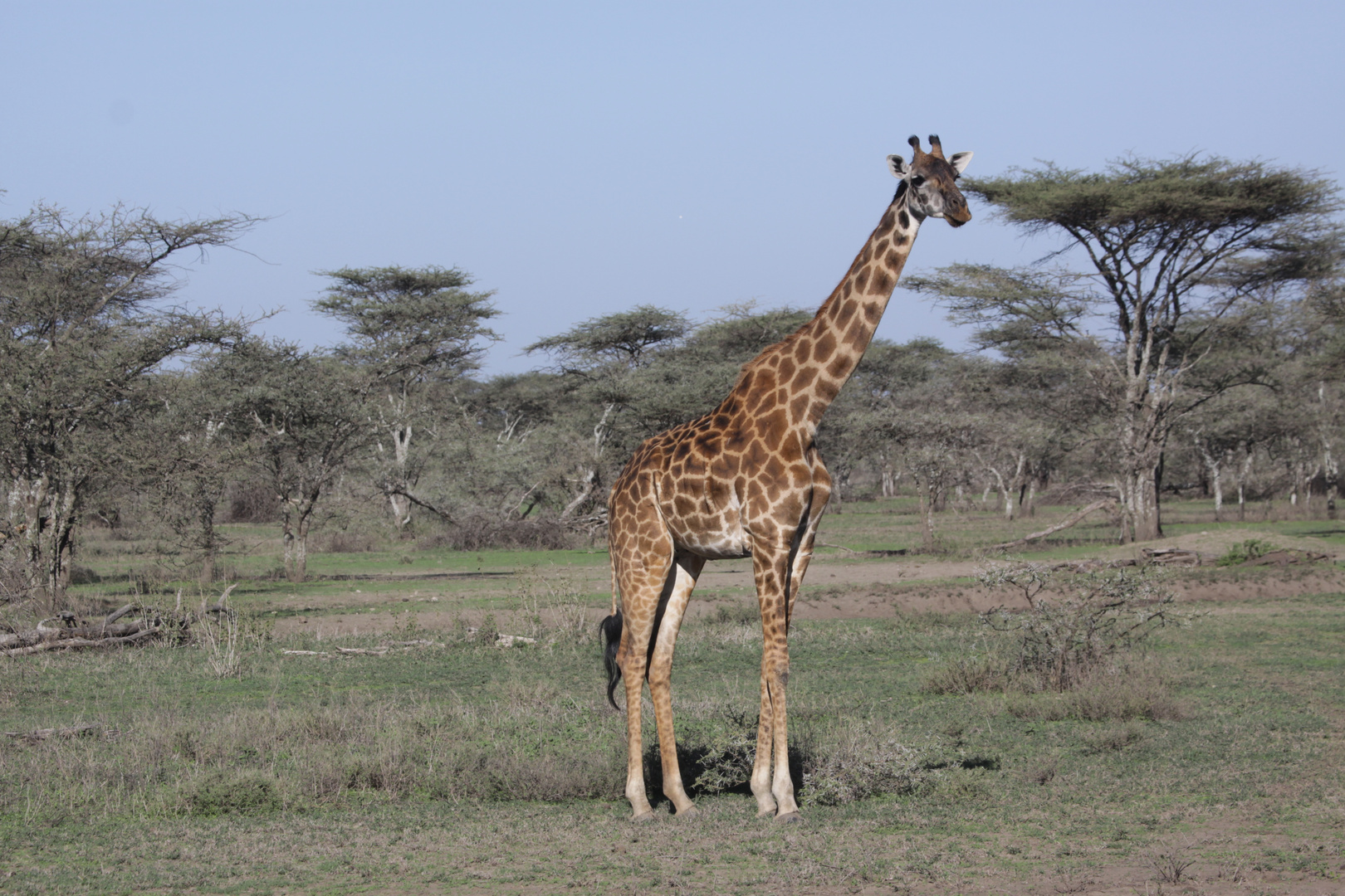 Masai Giraffe