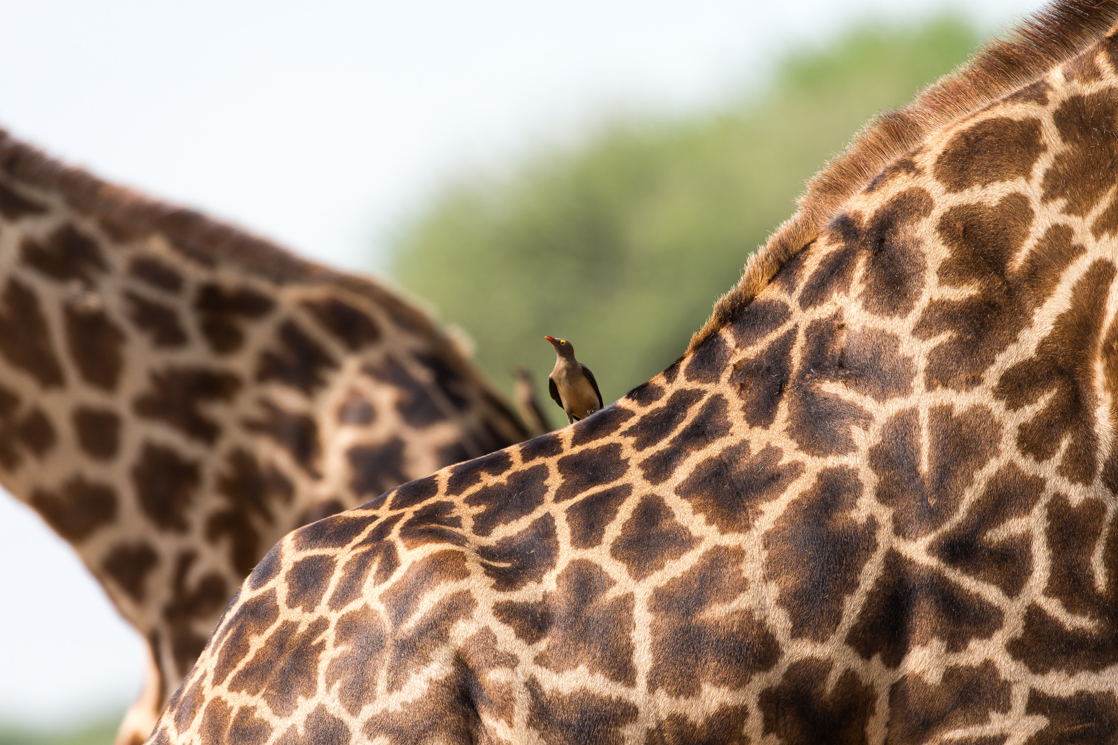 Masai Giraffe Tranangire NP