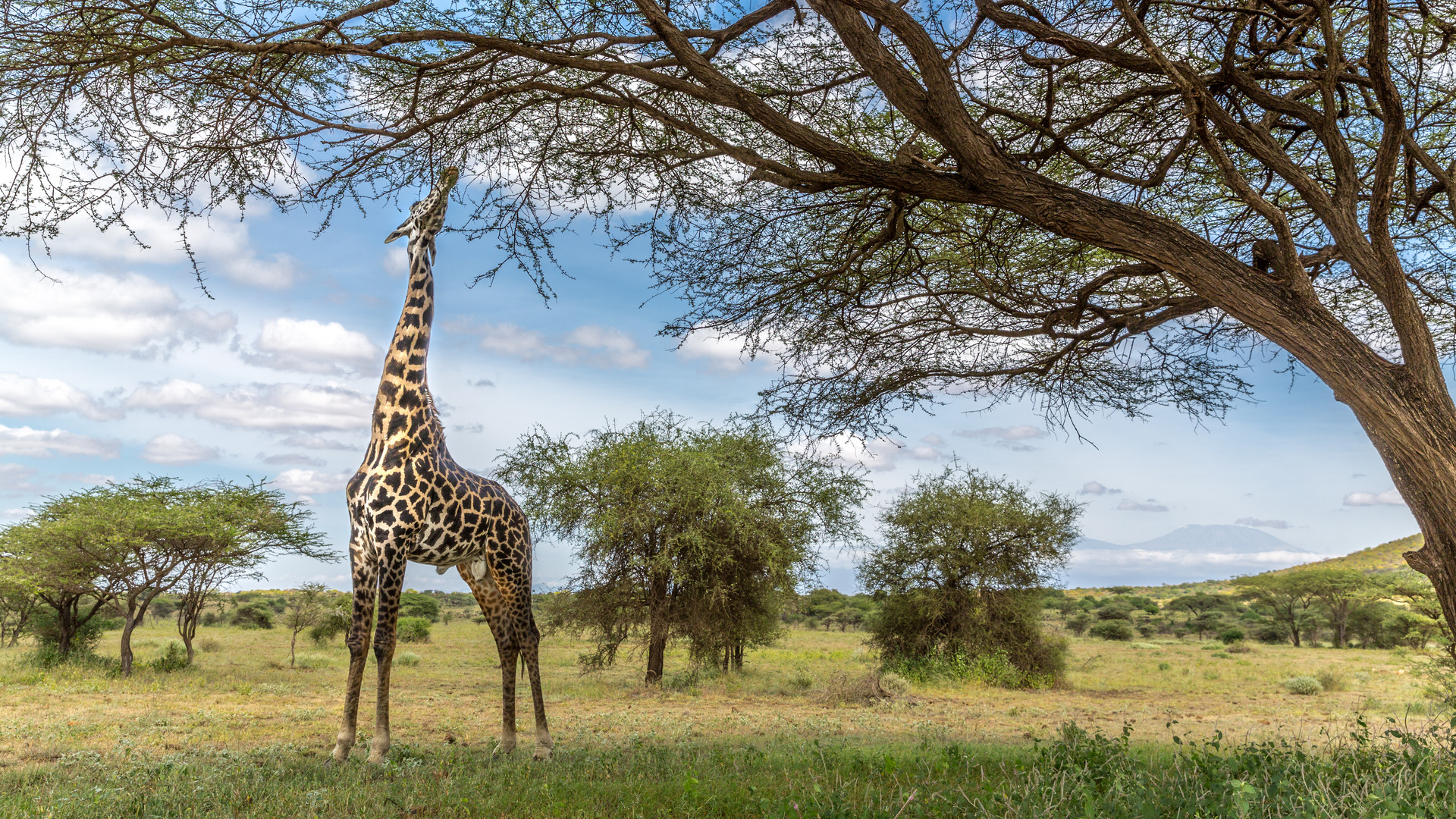 Masai Giraffe-Tsavo West 