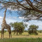 Masai Giraffe-Tsavo West 