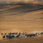Masai Kuhherde durchquert Ngorongoro Krater