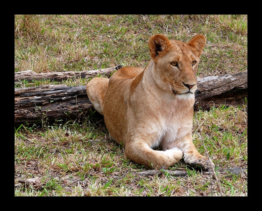 Masai Lion (Panthera leo nubica)